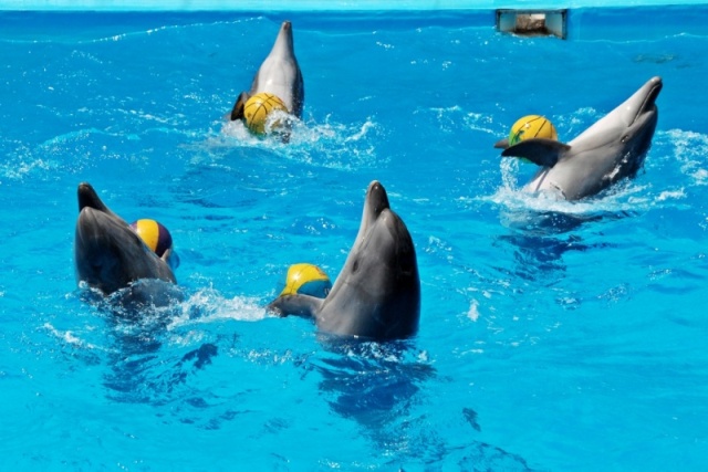 Gift - a ticket to a Dolphinarium!